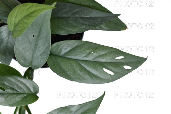 Close up of leaf of tropical 'Epipremnum Pinnatum Cebu Blue' houseplant with silver-blue leaves with fenestration