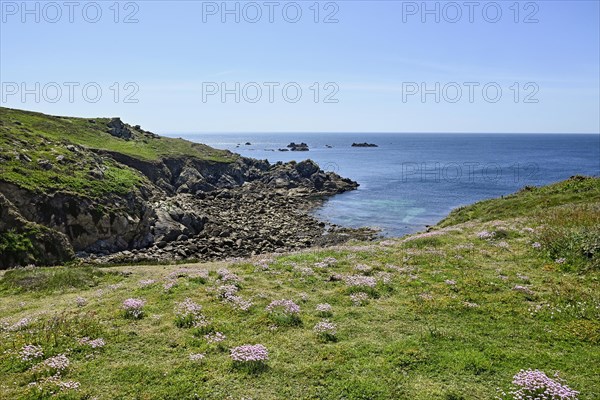 Blossoms on the fescue coast, Ouessant Island, Finistere, Brittany, France, Europe