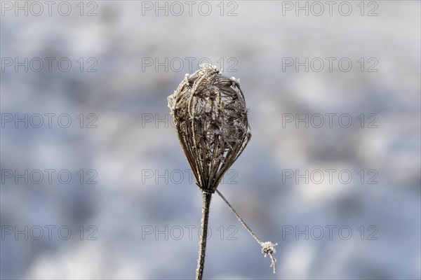 Blossom of a wild carrot (Daucus carota subsp. carota) in frost, covered with hoarfrost, cropped