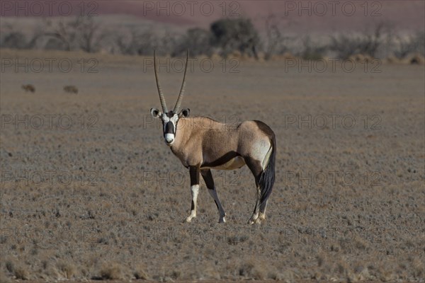 Gemsbok (Oryx gazella) in Sossusvlei, Sossusvlei, Namib Desert, Namib-Naukluft National Park, Namibia, Africa