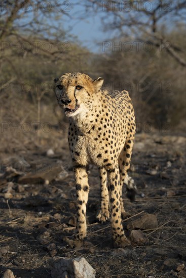 Cheetah (Acinonyx jubatus) with bloody mouth after feeding, Khomas region, Namibia, Africa