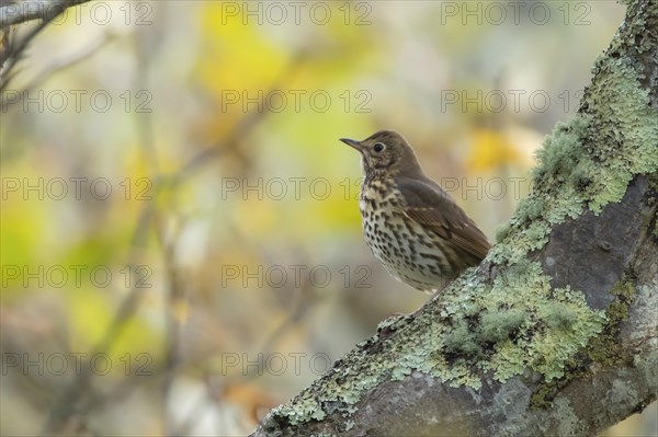 Song thrush (Turdus philomelos) adult bird on a tree branch in the autumn, Scotland, United Kingdom, Europe