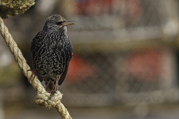 European starling (Sturnus vulgaris) adult bird singing on a rope from a lobster pot in a seaside harbour, Dorset, England, United Kingdom, Europe