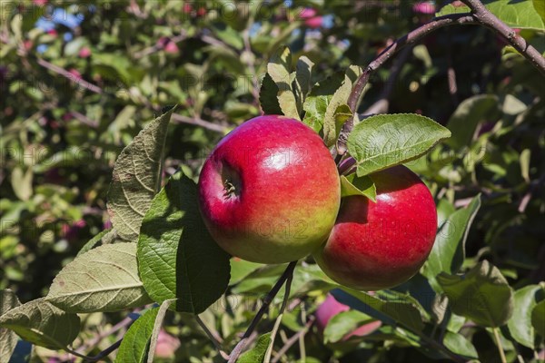 Apple (Malus domestica) tree branch with red fruit in late summer, Quebec, Canada, North America