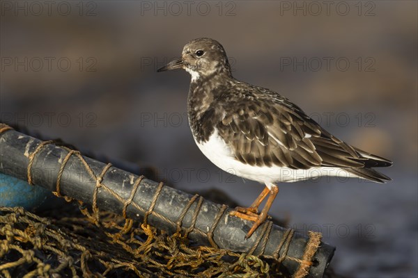 Ruddy turnstone (Arenaria interpres) adult bird in winter plumage on a fishing net, Norfolk, England, United Kingdom, Europe