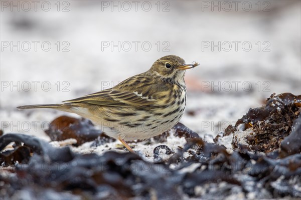 Meadow Pipit, Heligoland