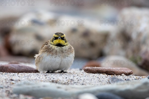 Horned lark, Heligoland