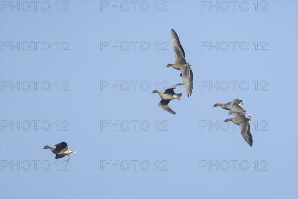 Pink-footed goose (Anser brachyrhynchus) four adult geese in flight coming into land, Norfolk, England, United Kingdom, Europe