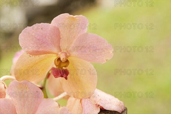 Orange and pink vanda orchid flower in botanical garden, selective focus, copy space, malaysia, Kuching orchid park