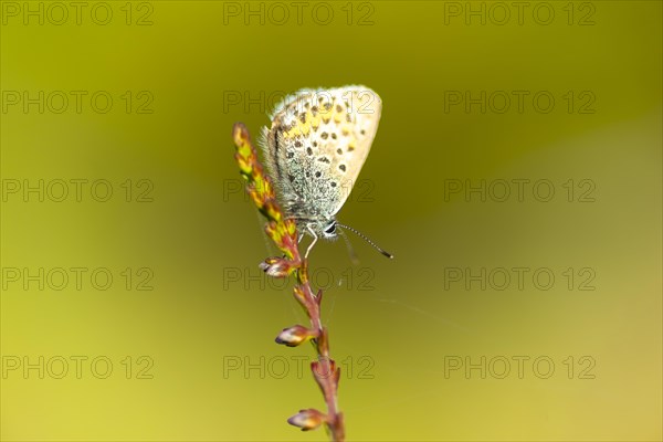 Silver-studded blue (Plebejus argus), close-up, nature photograph, Norway, Tinn, Vestfold, Europe