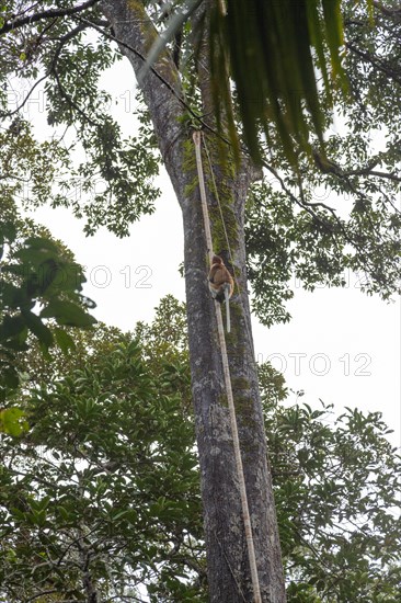 Proboscis Monkey climbing on tree in Bako national park, Borneo, Malaysia. Jungle, tropics concept