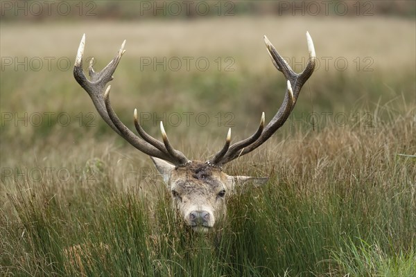 Red deer (Cervus elaphus) adult male stag poking its head through long grass, Surrey, England, United Kingdom, Europe