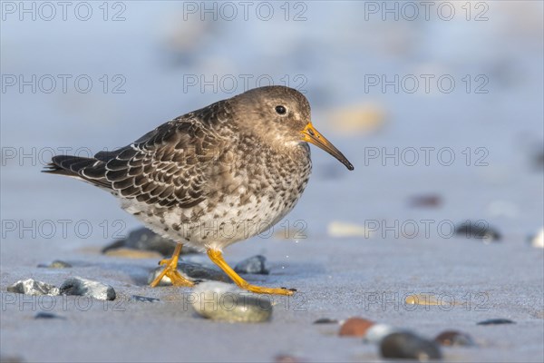 Common sandpiper