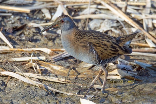 Water rail