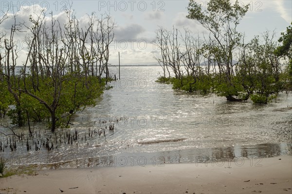 Bako national park, sea sandy beach with mangroves, sunny day, blue sky and sea. Vacation, travel, tropics concept, no people, Malaysia, Kuching, Asia