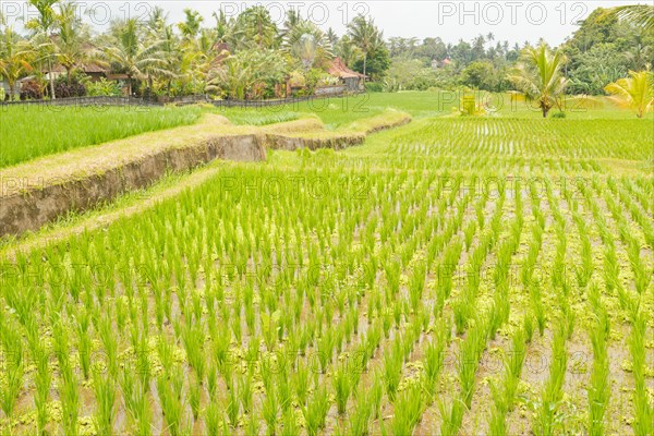 Rice terraces, Campuhan ridge walk, Bali, Indonesia, track on the hill with grass, large trees, jungle and rice fields. Travel, tropical, Ubud, Asia