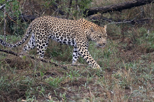 Leopard (Panthera pardus), adult, stalking, vigilant, concentrated, Sabi Sand Game Reserve, Kruger NP, Kruger National Park, South Africa, Africa
