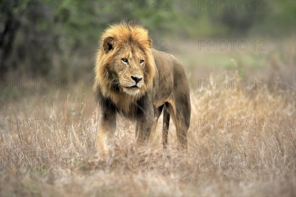 Lion (Panthera leo), adult, male, stalking, vigilant, Sabi Sand Game Reserve, Kruger National Park, Kruger National Park, South Africa, Africa