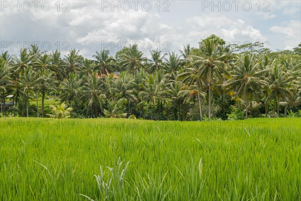 Rice fields in countryside, Ubud, Bali, Indonesia, green grass, large trees, jungle and cloudy sky. Travel, tropical, agriculture, Asia