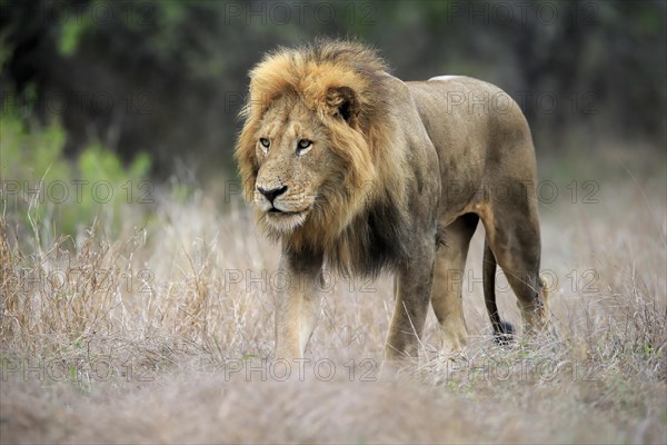 Lion (Panthera leo), adult, male, stalking, vigilant, Sabi Sand Game Reserve, Kruger National Park, Kruger National Park, South Africa, Africa