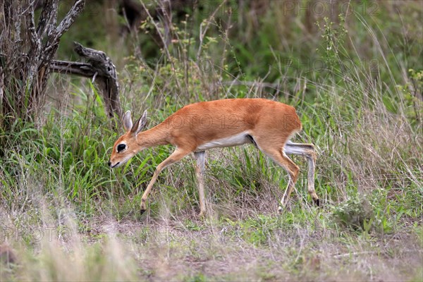 Steenbok (Raphicerus campestris), adult, female, foraging, running, dwarf antelope, Kruger National Park, Kruger National Park, South Africa, Africa