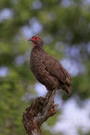 Swainson's spurfowl (Pternistis swainsonii), adult, perch, Kruger National Park, Kruger National Park, South Africa, Africa