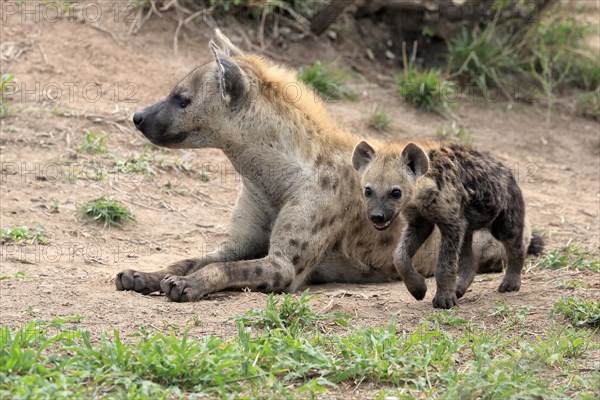 Spotted hyena (Crocuta crocuta), adult, juvenile, mother with juvenile, social behaviour, Sabi Sand Game Reserve, Kruger National Park, Kruger National Park, South Africa, Africa