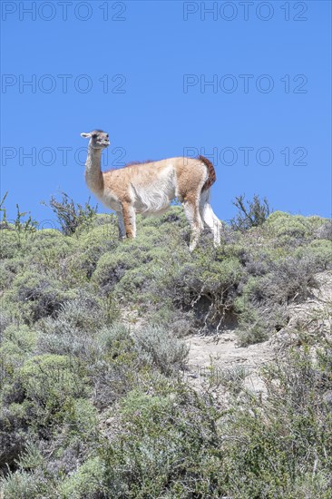 Guanaco (Llama guanicoe), Huanako, Torres del Paine National Park, Patagonia, End of the World, Chile, South America