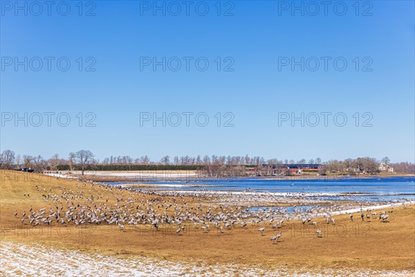 Flock of migrating cranes (grus grus) in a field by a lake on a sunny spring day, Hornborgasjoen, Sweden, Europe