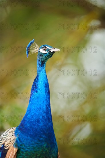 Indian peafowl (Pavo cristatus), portrait, France, Europe