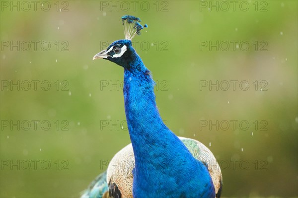 Indian peafowl (Pavo cristatus), portrait, in the rain, France, Europe