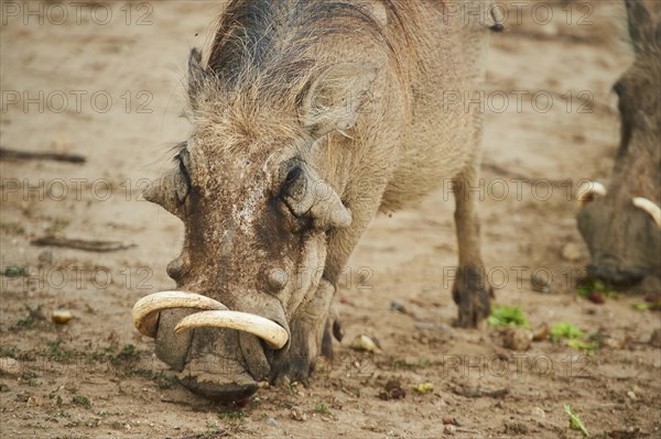Common warthog (Phacochoerus africanus), walking in the dessert, captive, distribution Africa