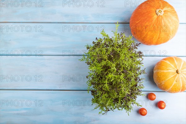 Microgreen sprouts of mizuna cabbage with pumpkin on blue wooden background. Top view, flat lay, copy space