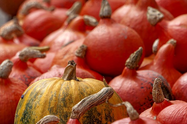 Pumpkins (Cucurbita), street sale, Palatinate, Rhineland-Palatinate, Germany, Europe