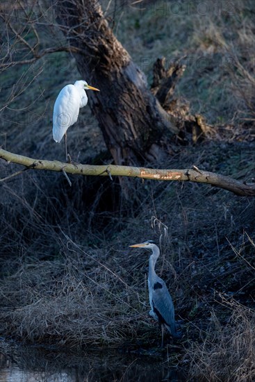 A great egret and a grey heron on a wooded riverbank, Magdeburg, Saxony-Anhalt, Germany, Europe