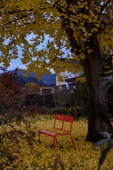 Red bench under an autumnal ginkgo (Ginkgo biloba), Niederndorf, Austria, Europe