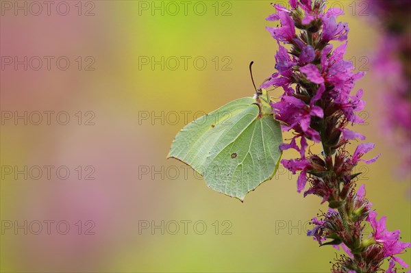 Brimstone (Gonepteryx rhamni) feeding on a flower of purple loosestrife (Lythrum salicaria), with beautiful background, Wilnsdorf, North Rhine-Westphalia, Germany, Europe