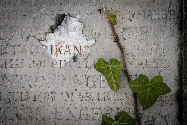 Gravestone with common ivy (Hedera helix), Munich, Bavaria, Germany, Europe