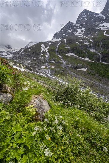 Green mountain valley Floitengrund with mountain stream Floitenbach, ascent to Greizer Huette, Berliner Hoehenweg, Zillertal Alps, Tyrol, Austria, Europe