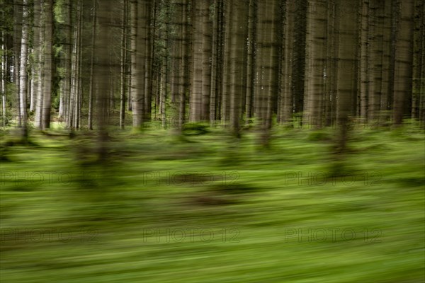 Spruce forest as a pull-along, Mindelheim, Unterallgaeu, Bavaria, Germany, Europe