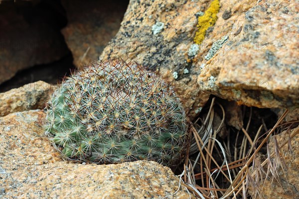 Pediocactus simpsonii, Rocky Mountains NP, USA, North America