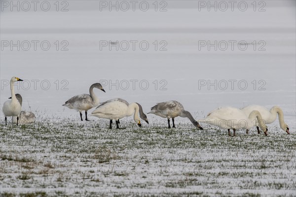 Tundra swans (Cygnus bewickii) and mute swans (Cygnus olor), Emsland, Lower Saxony, Germany, Europe