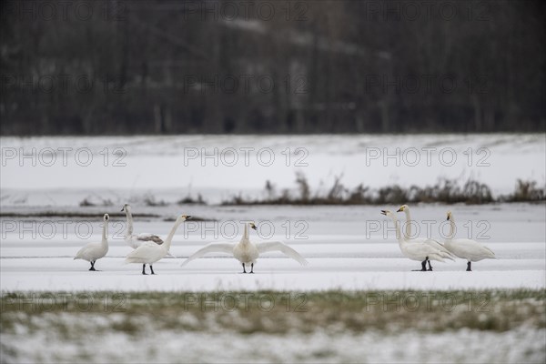 Whooper Swans (Cygnus cygnus) and tundra swans (Cygnus bewickii), Emsland, Lower Saxony, Germany, Europe