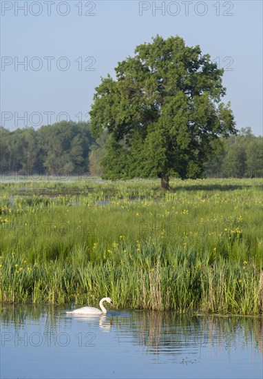 Wetland, wet meadow, water surface, mute swan (Cygnus olor), marsh iris (Iris pseudacorus) in bloom, English oak (Quercus robur), Barnbruchswiesen and Ilkerbruch nature reserve, Lower Saxony, Germany, Europe