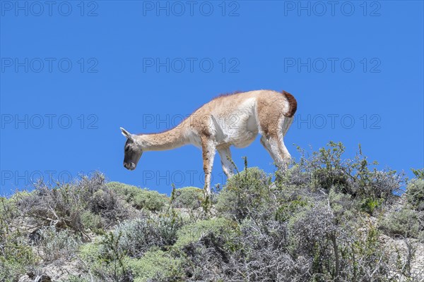 Guanaco (Llama guanicoe), Huanako, Torres del Paine National Park, Patagonia, End of the World, Chile, South America