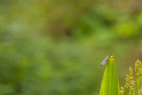 Invasive species of leaf hopper on stalk of maze with blurred background