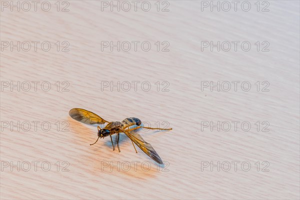 Closeup of a dead wasp with pollen residue on its body with soft blurred background