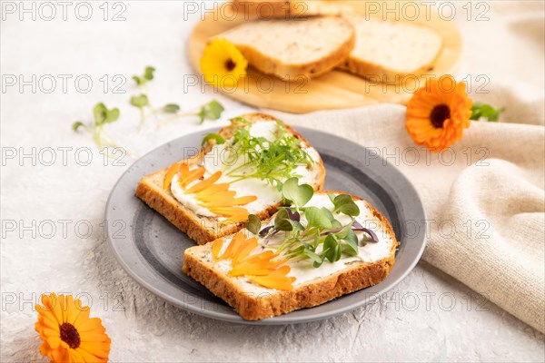 White bread sandwiches with cream cheese, calendula petals and microgreen radish and tagetes on gray concrete background and linen textile. side view, selective focus