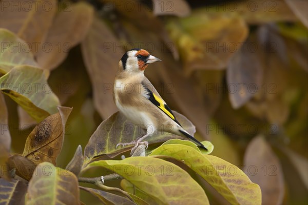 European goldfinch (Carduelis carduelis) adult bird amongst autumn leaves of a garden Magnolia tree, Suffolk, England, United Kingdom, Europe