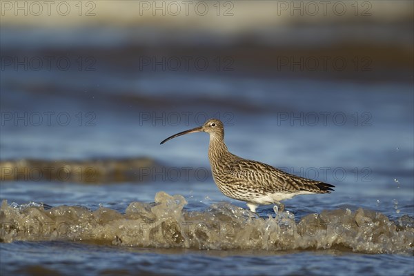 Eurasian curlew (Numenius arquata) adult bird in the surf on a beach, Norfolk, England, United Kingdom, Europe